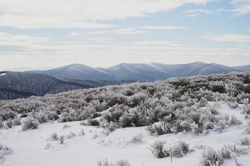 green trees on snow covered ground during daytime