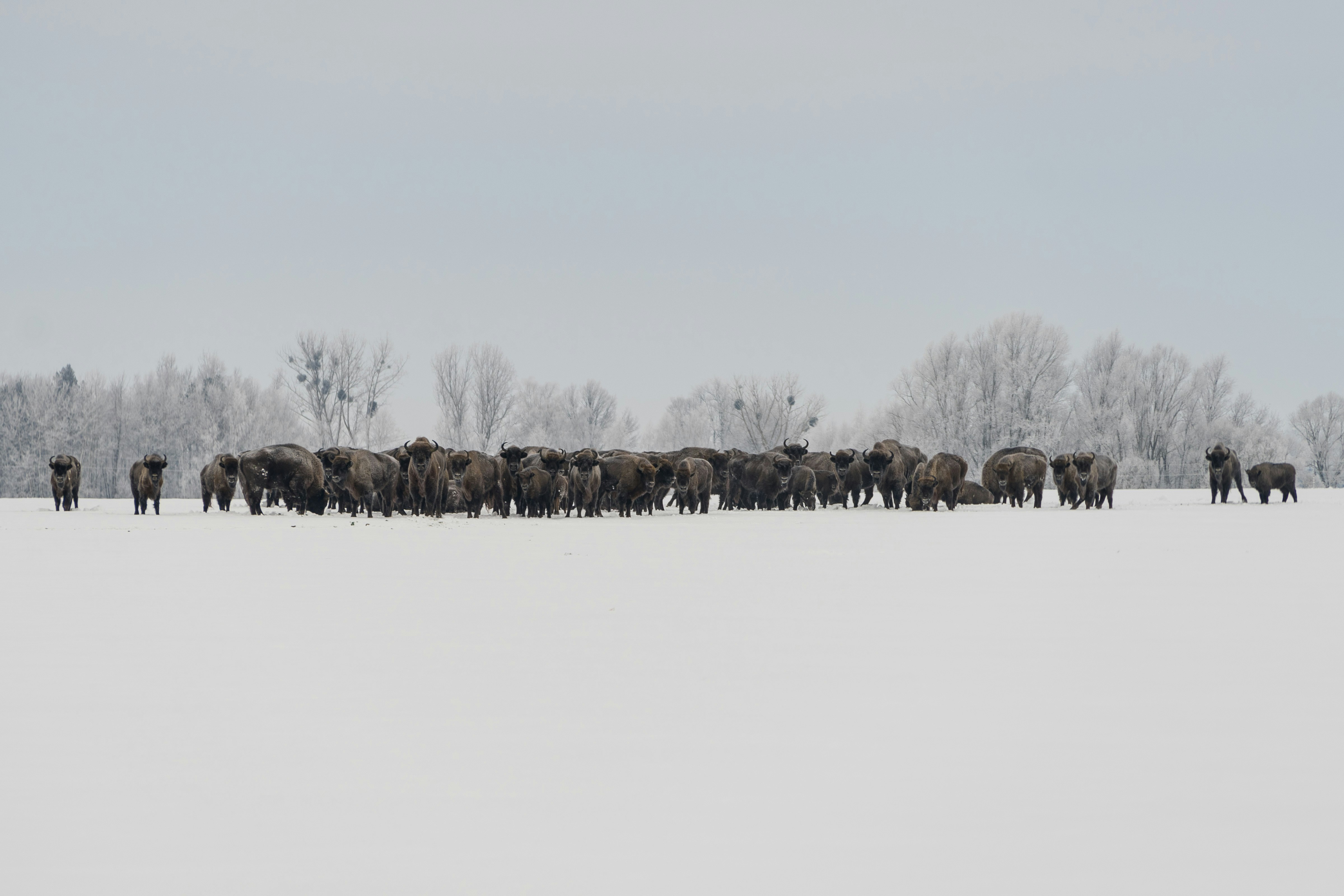 Árboles marrones en el suelo cubierto de nieve durante el día