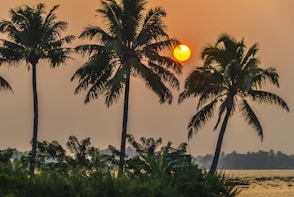 coconut tree during golden hour