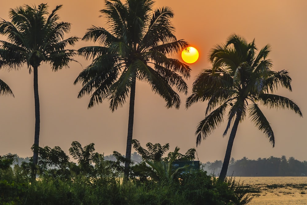 coconut tree during golden hour