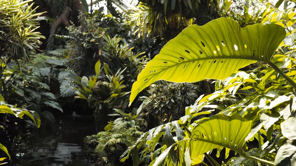 green banana tree near body of water during daytime