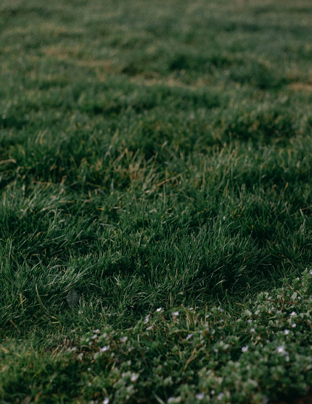 green grass field during daytime