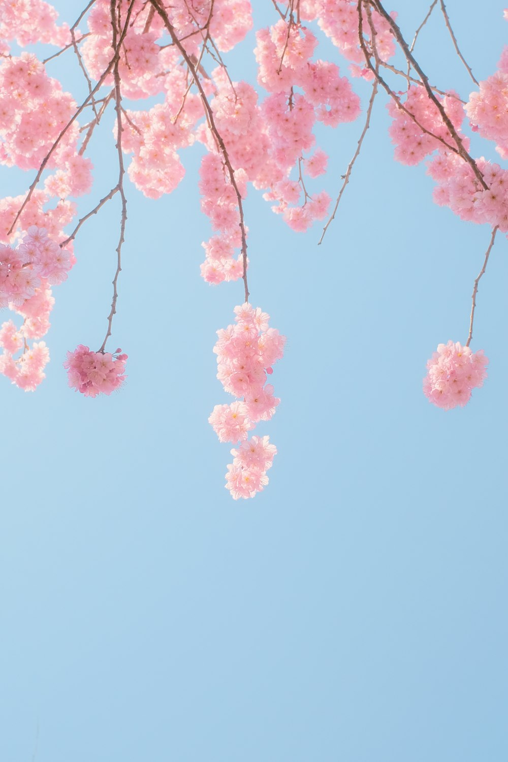 cerisier rose en fleurs sous ciel bleu