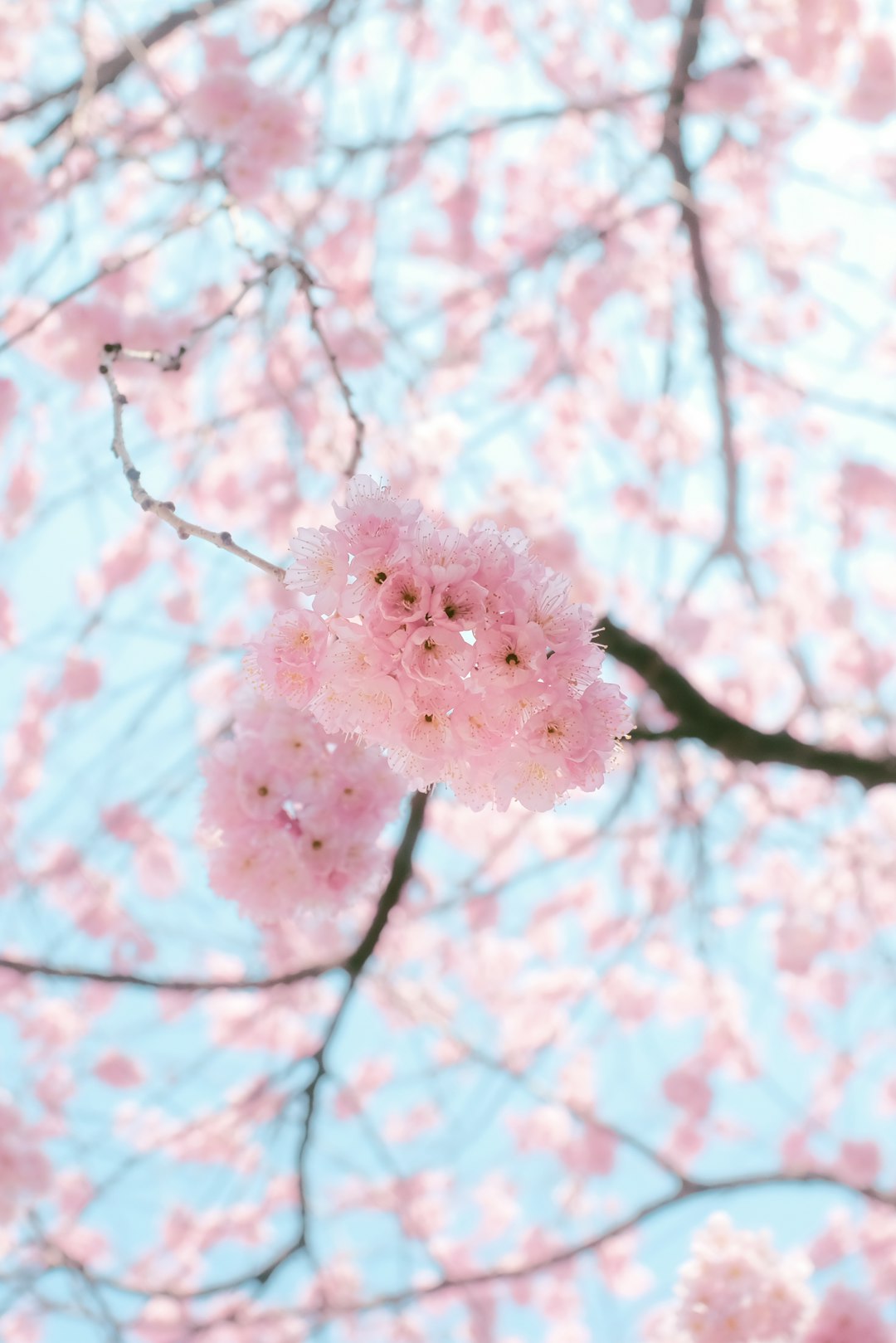 pink cherry blossom in close up photography