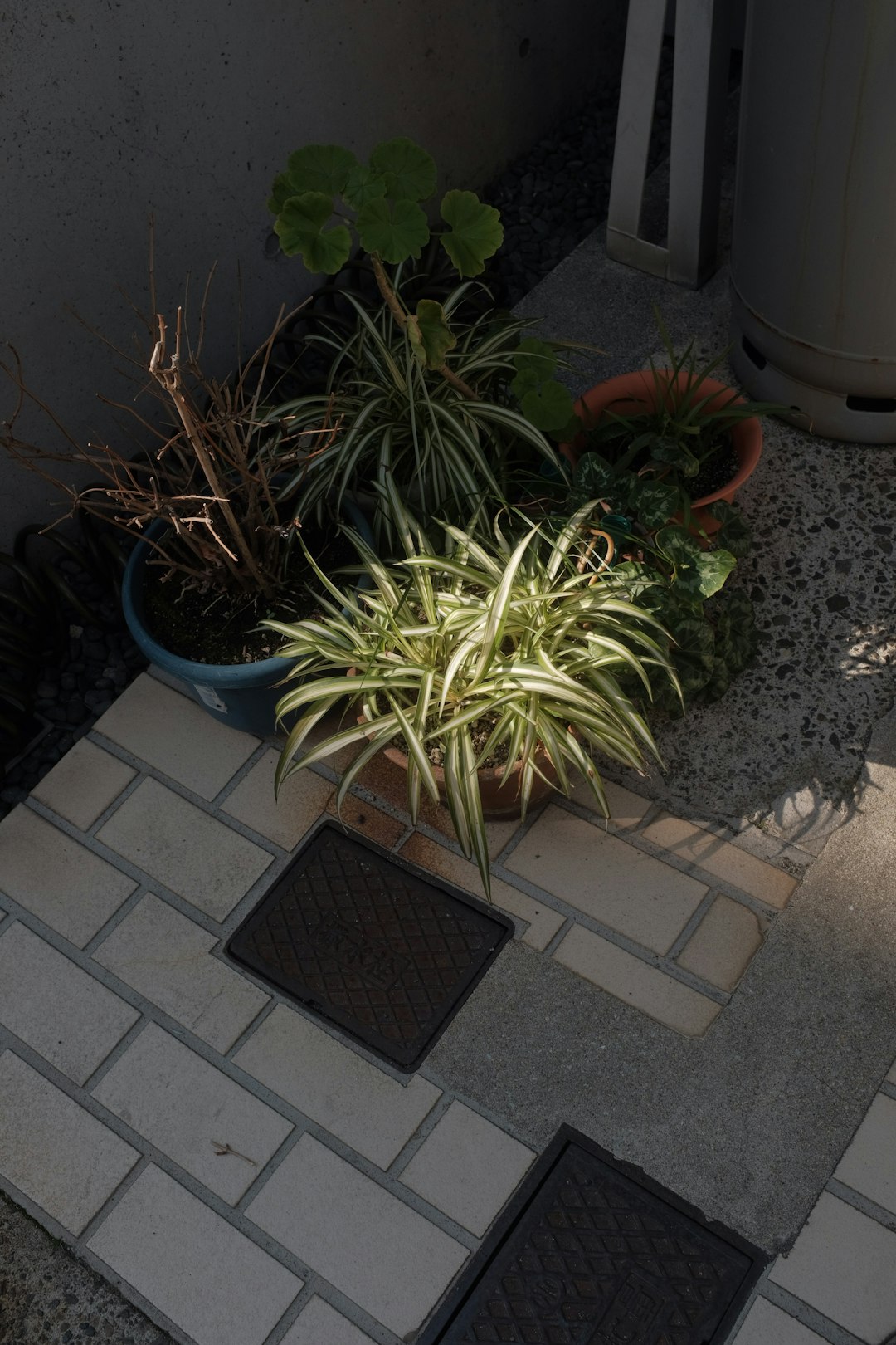 green and brown plant on blue plastic pot