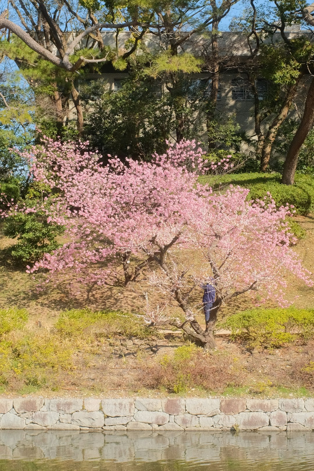 pink cherry blossom tree on green grass field during daytime