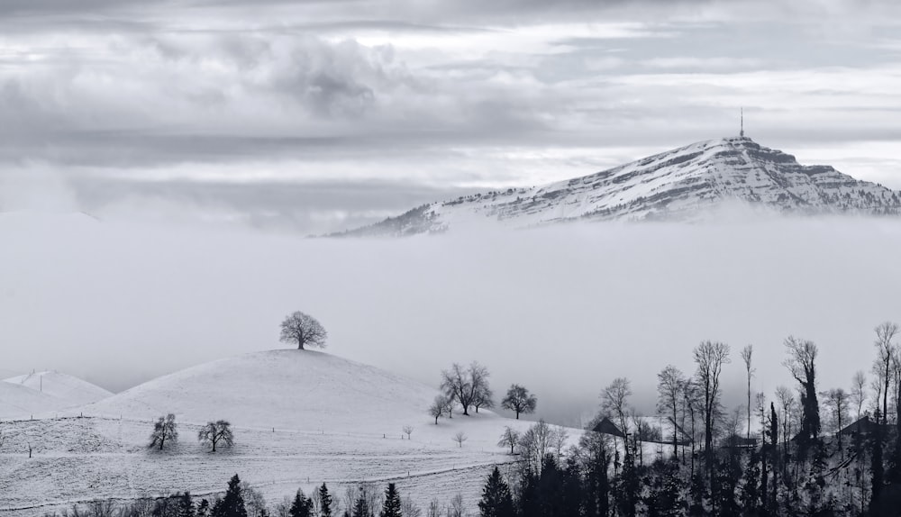 snow covered trees under cloudy sky during daytime