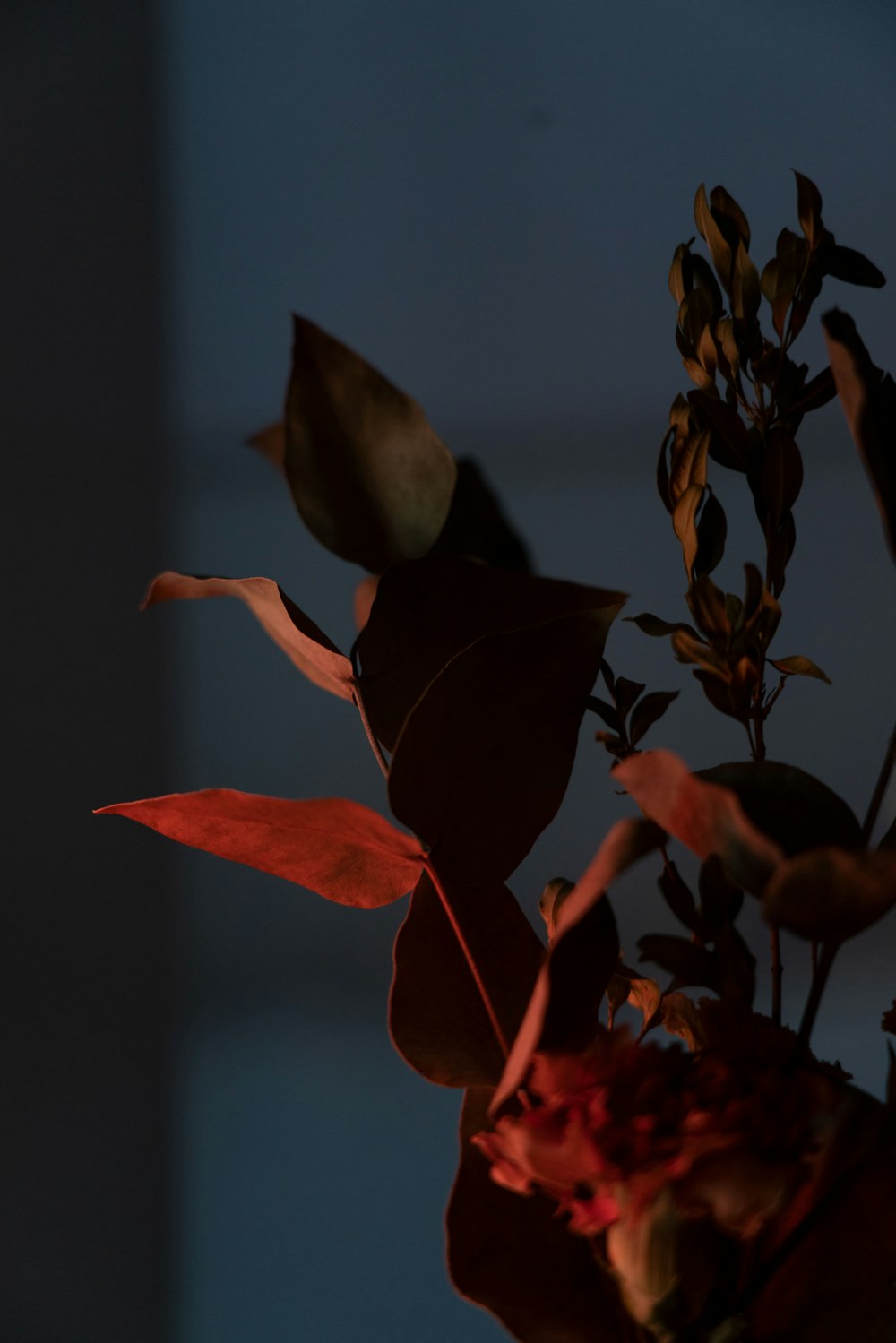 red and black flower in close up photography