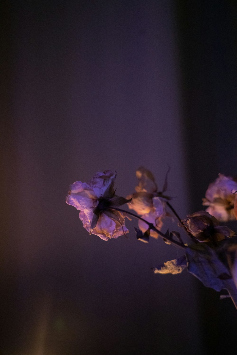 purple flower in close up photography