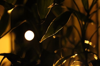 In the foreground, dark leaves are softly lit by a warm light source. The background features a large, blurred circular light, suggesting a moon or artificial light, casting a glowing ambiance over the scene. The lighting creates a play of shadows and highlights, emphasizing the shapes and texture of the leaves.