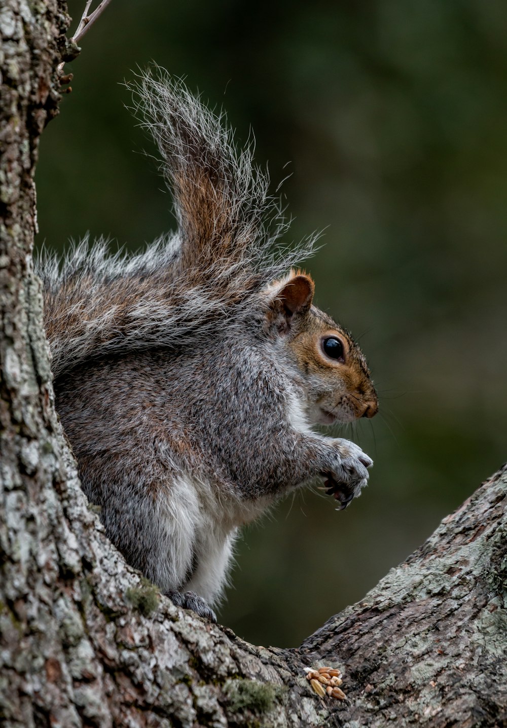 gray and brown squirrel on tree branch during daytime