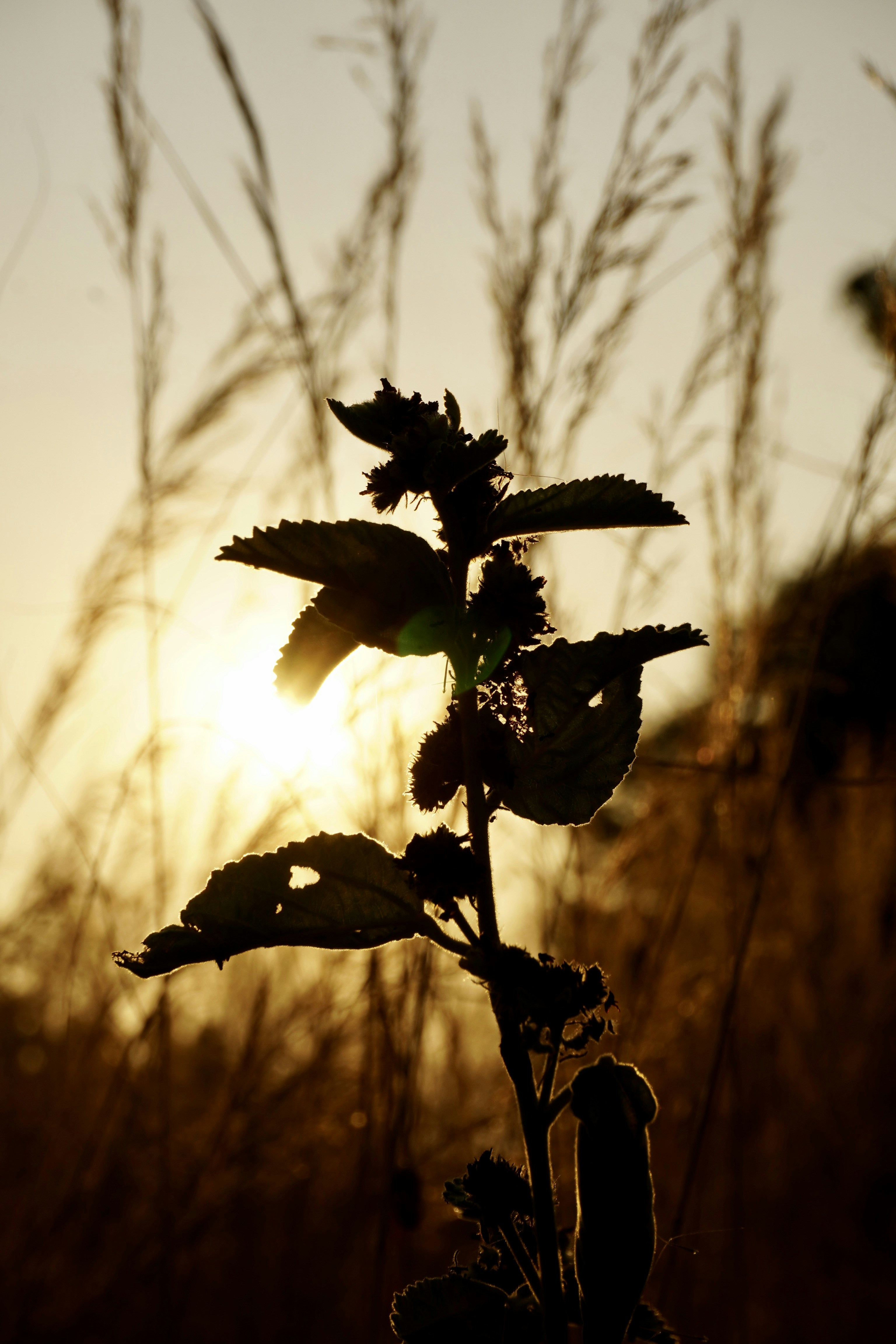 Photo by aungswamnyi