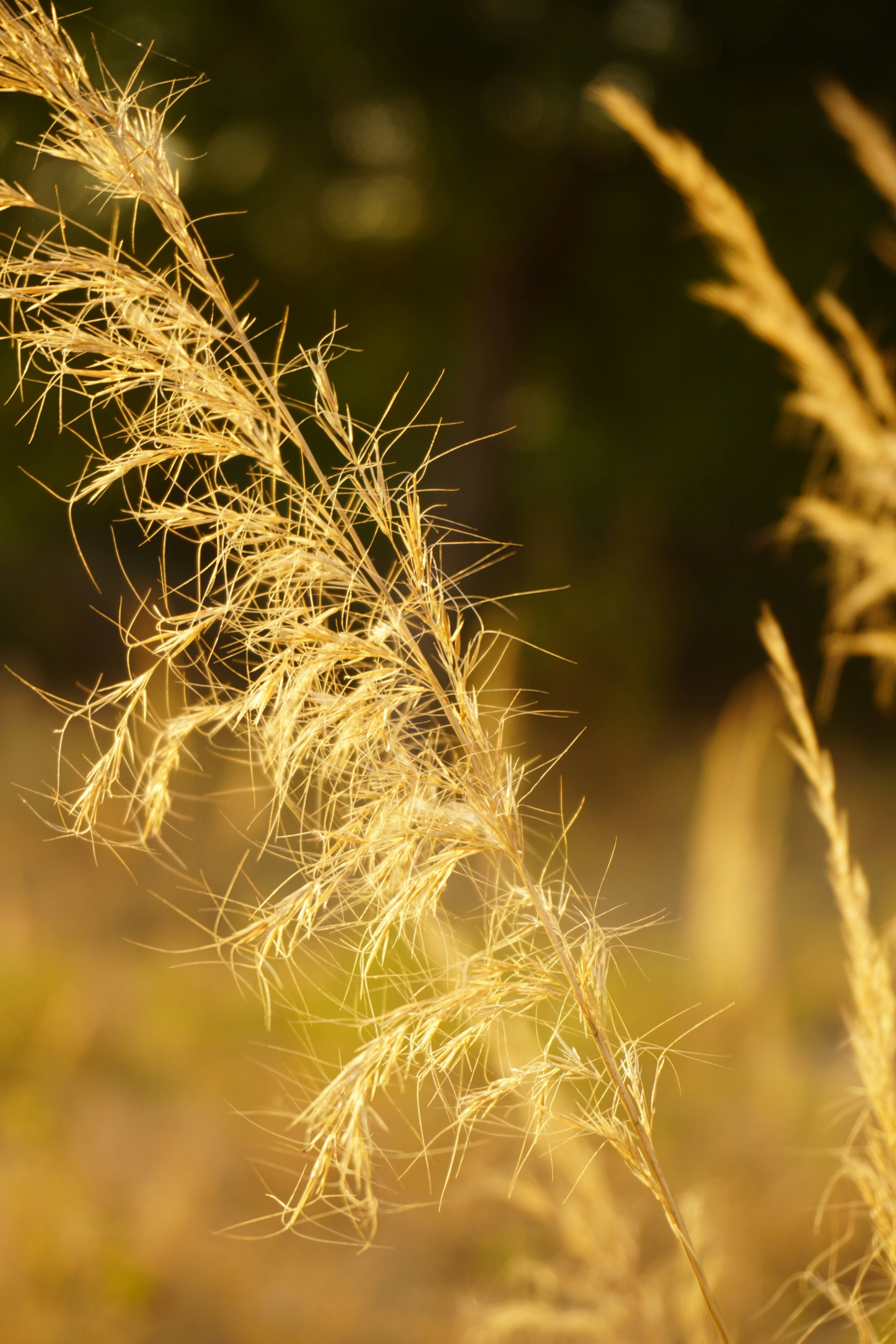 Photo by aungswamnyi