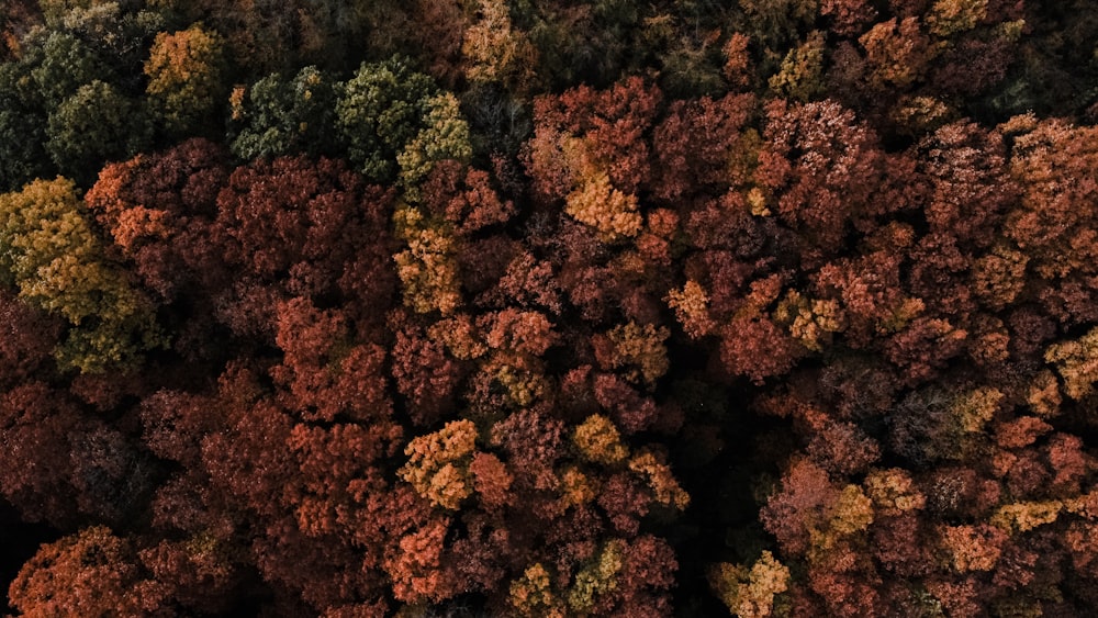 brown and green trees during daytime