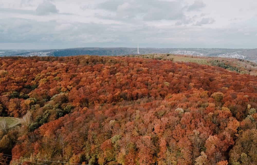 green and brown trees under white clouds during daytime