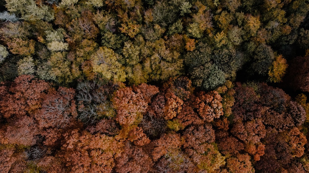 green and brown trees during daytime