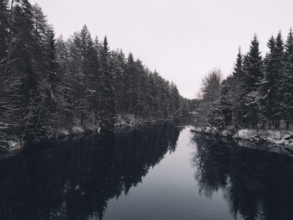 green trees beside body of water during daytime