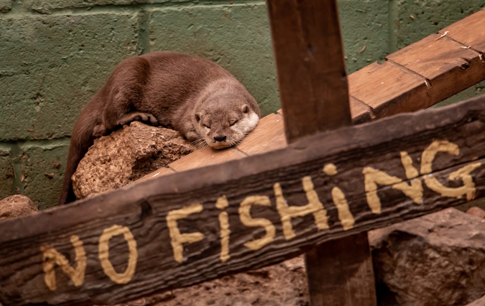 brown and white animal on brown wooden welcome signage