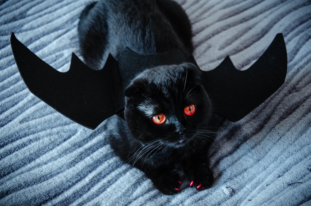 black cat on gray textile