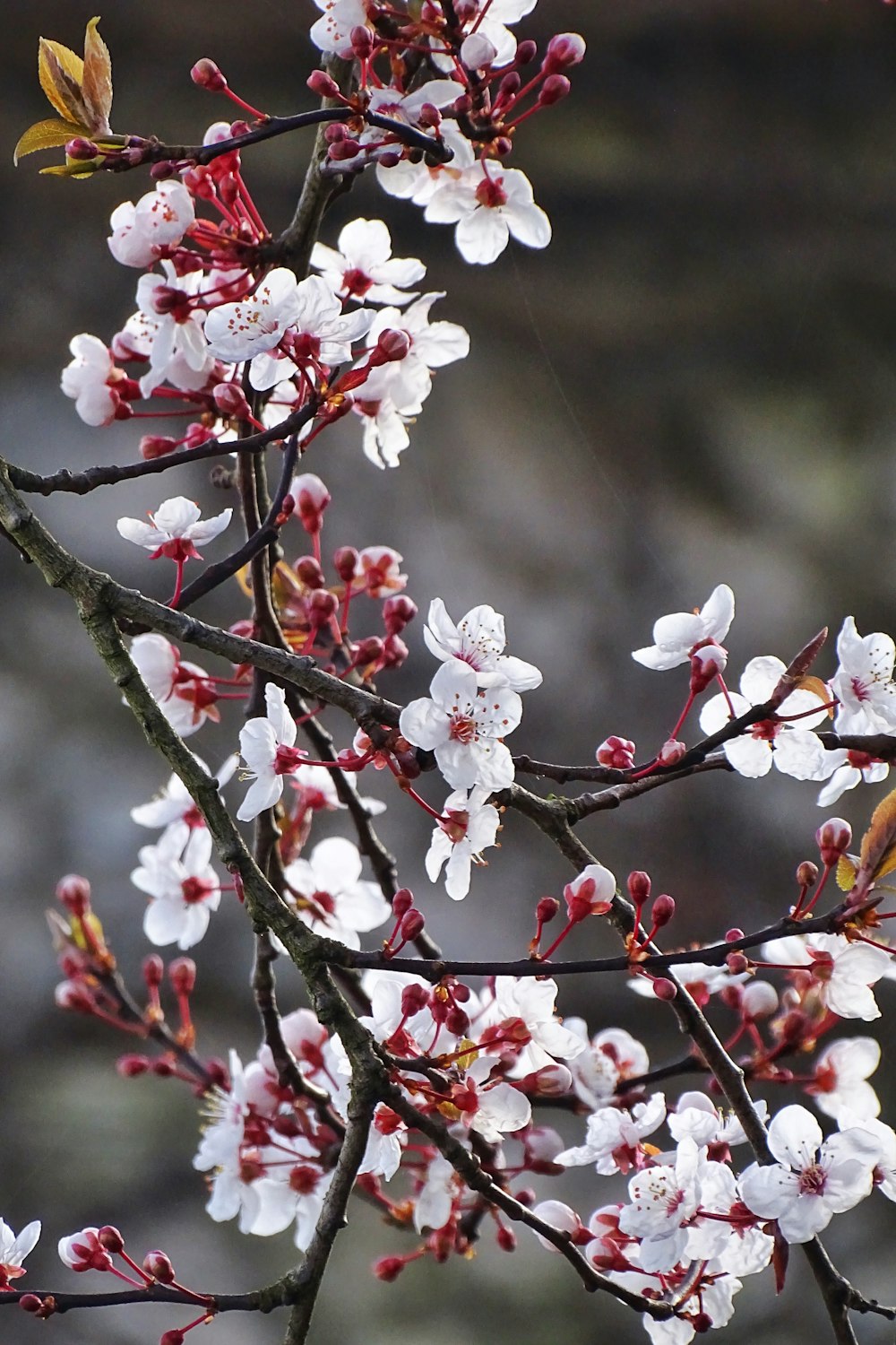 white and pink cherry blossom in close up photography