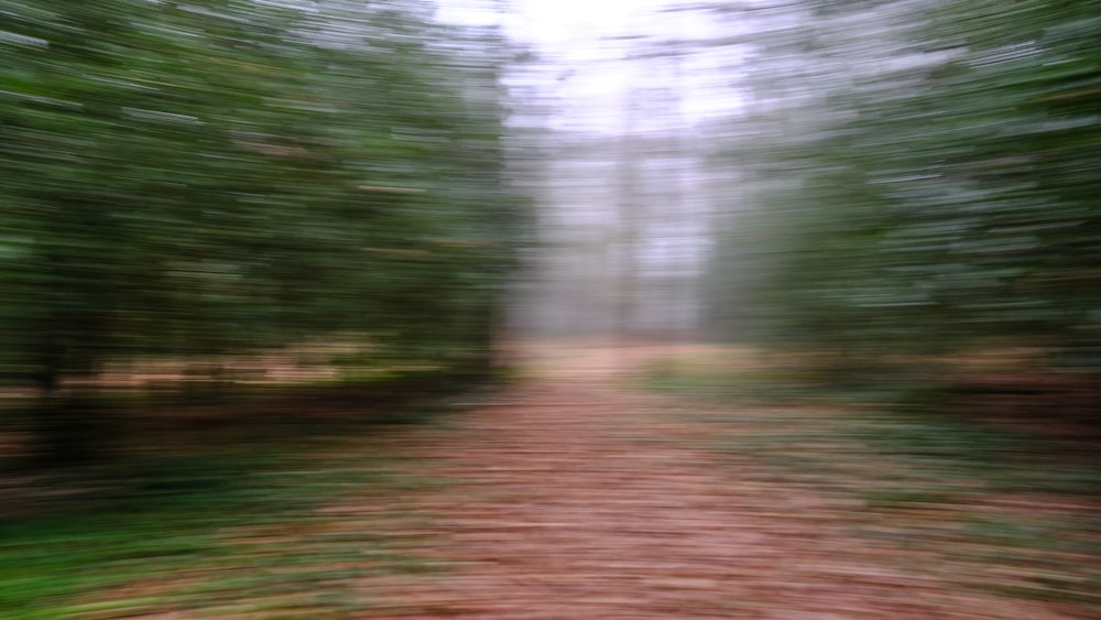 green grass and trees during daytime