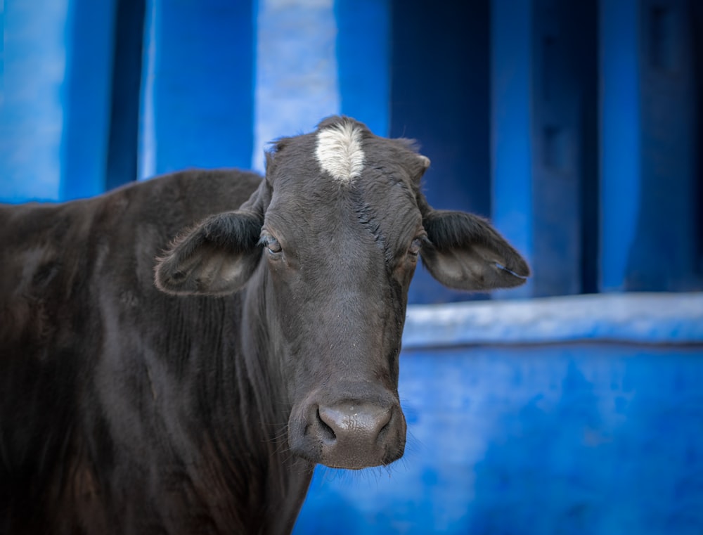 brown and white cow in blue cage