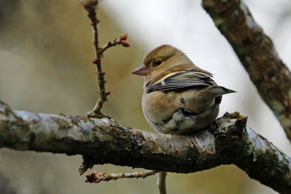 brown and gray bird on brown tree branch