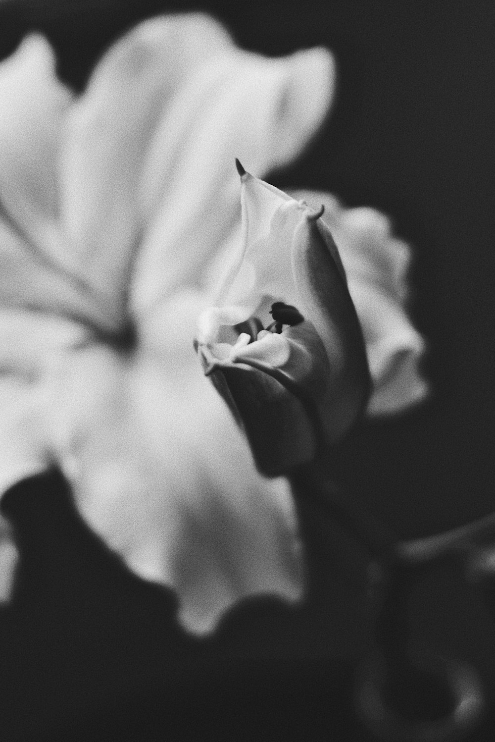 grayscale photo of flower bud