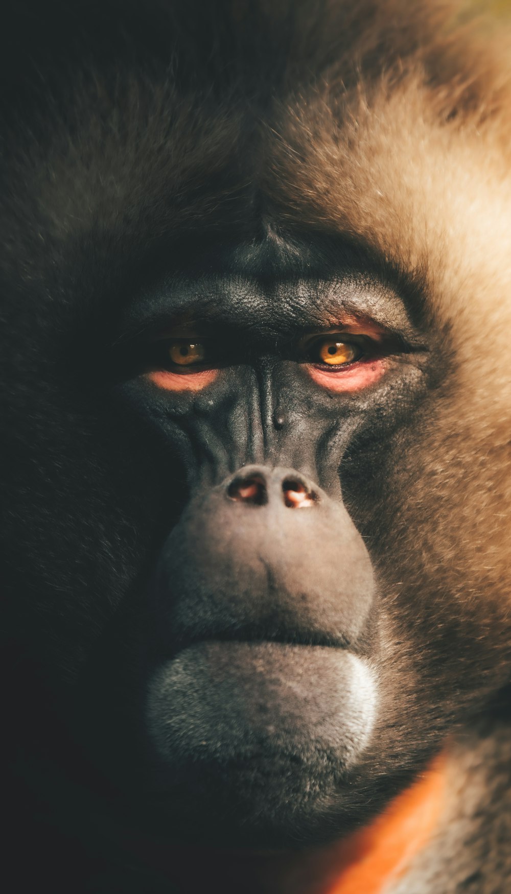 rosto de gorila preto e branco