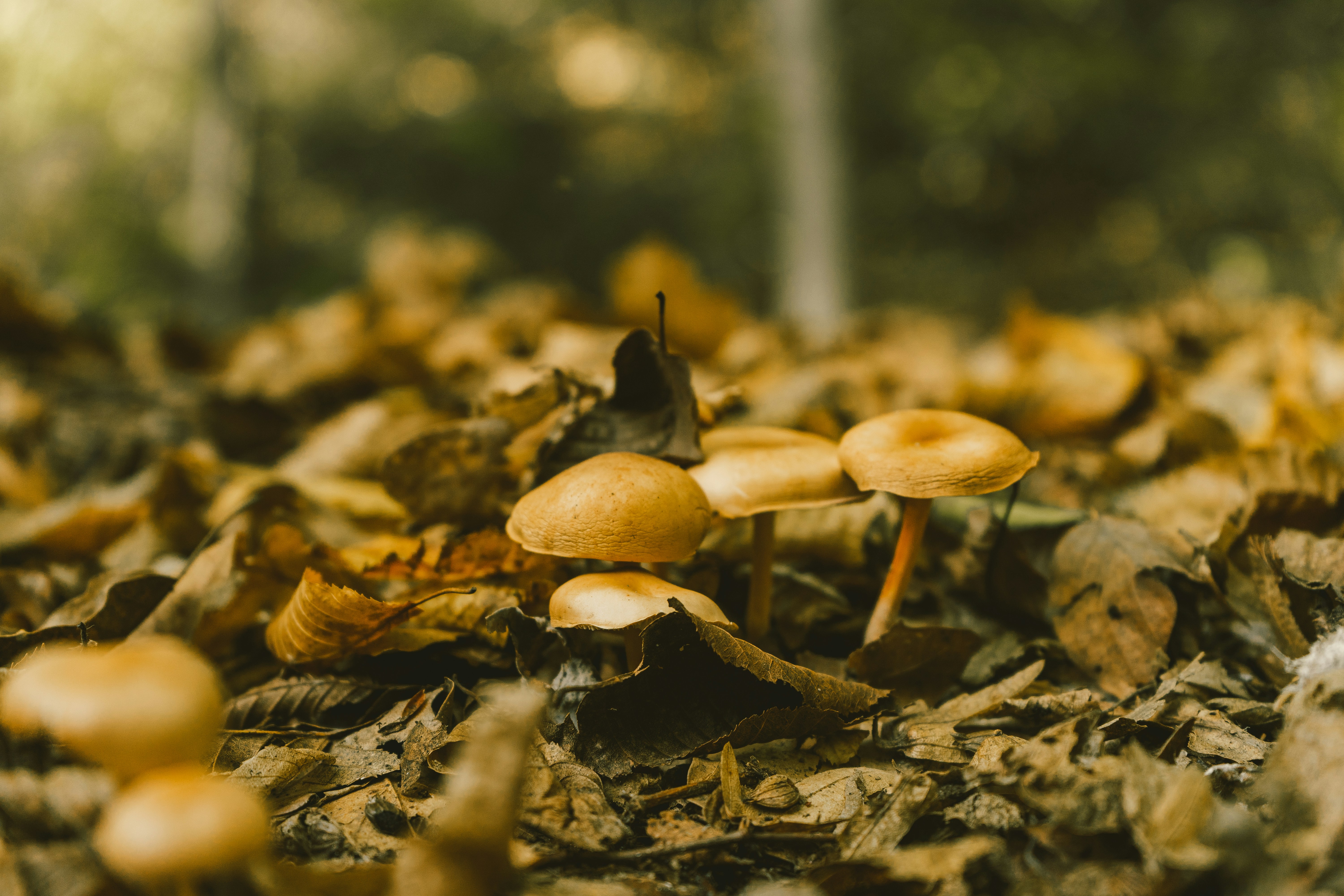 Photo by thestefankostic