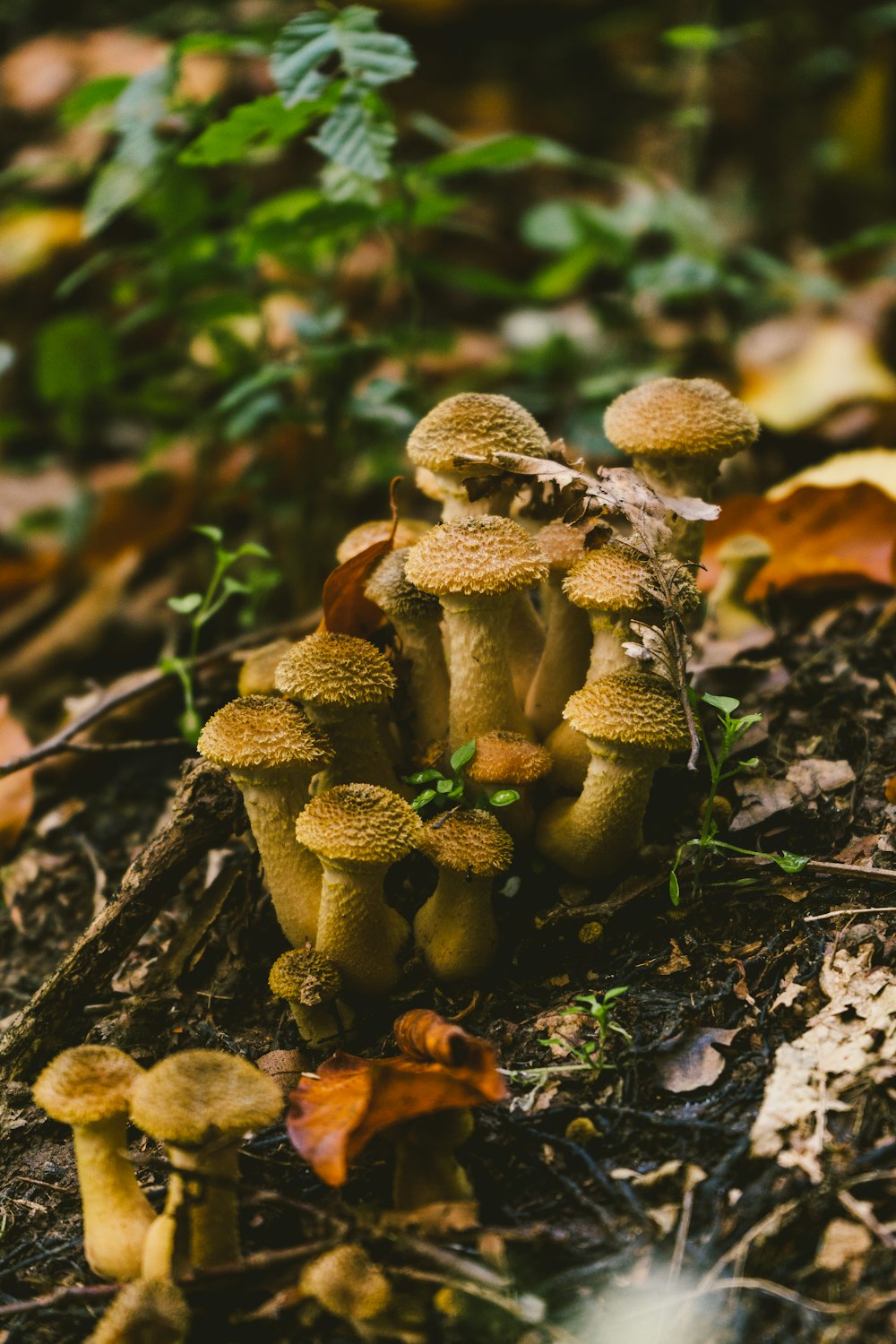 brown mushrooms on brown dried leaves