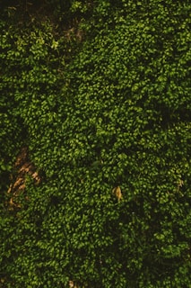 Lush green moss covering a surface, creating a dense and textured appearance. The moss appears vibrant and healthy, with small, tightly packed clumps that give it a rich, natural look.