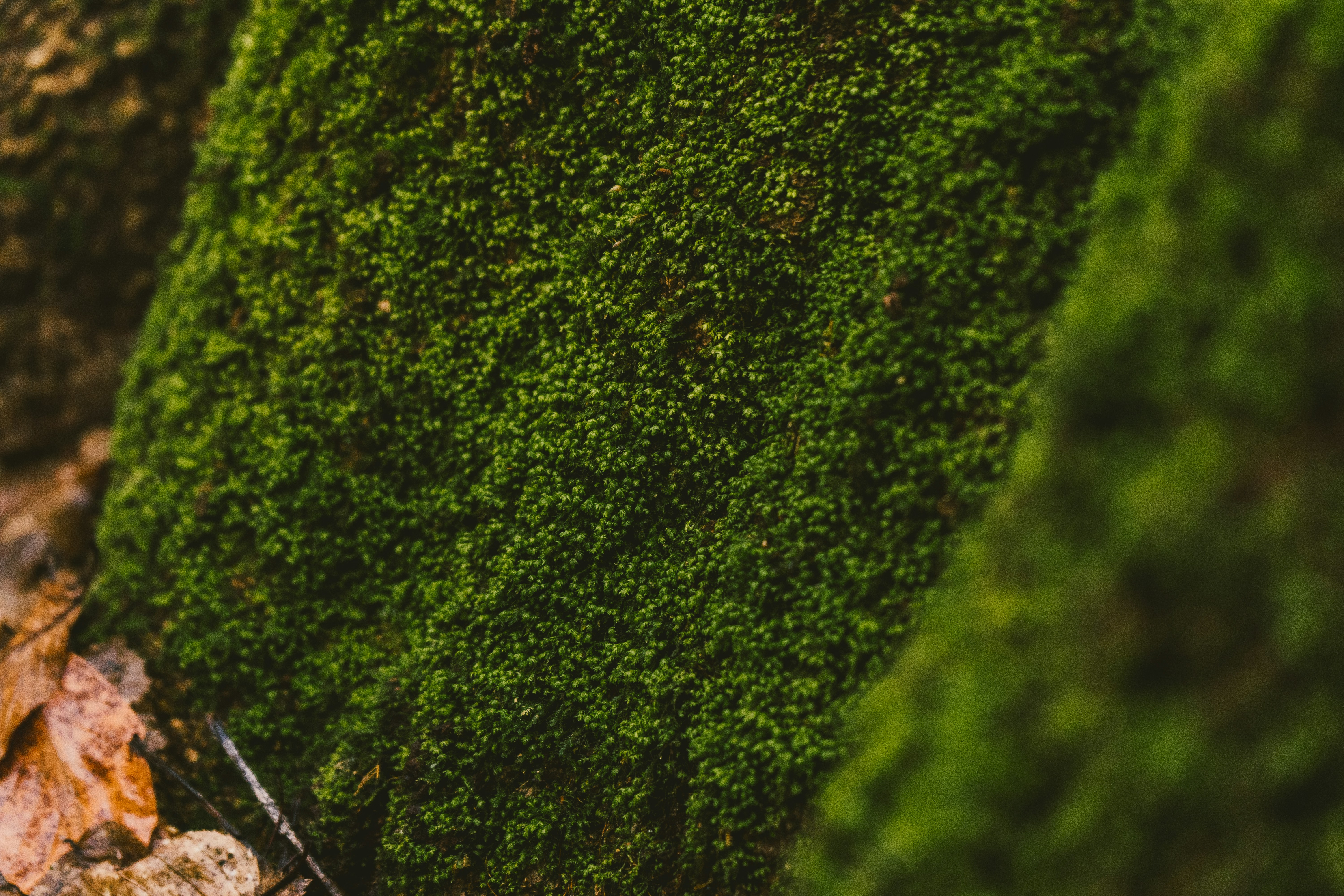 Photo by thestefankostic