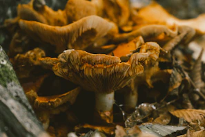 Close-up of fresh mushrooms growing among fallen leaves in the Dzūkija woods, highlighting nature’s details
