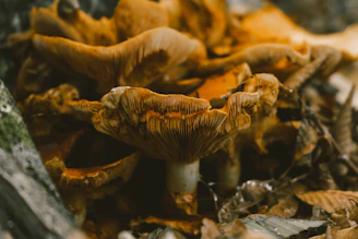 Close-up of fresh mushrooms growing among fallen leaves in the Dzūkija woods, highlighting nature’s details