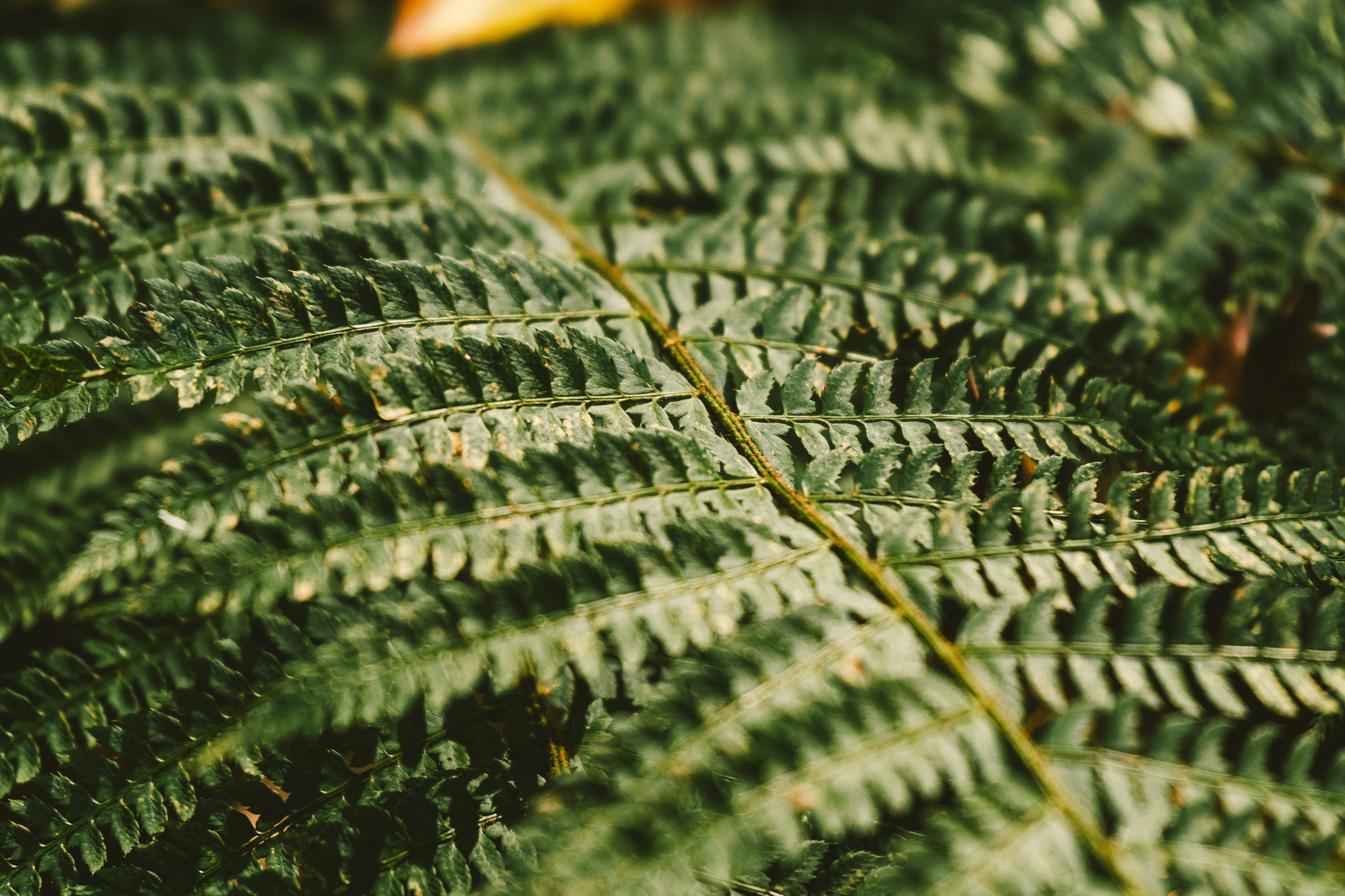 Photo by thestefankostic