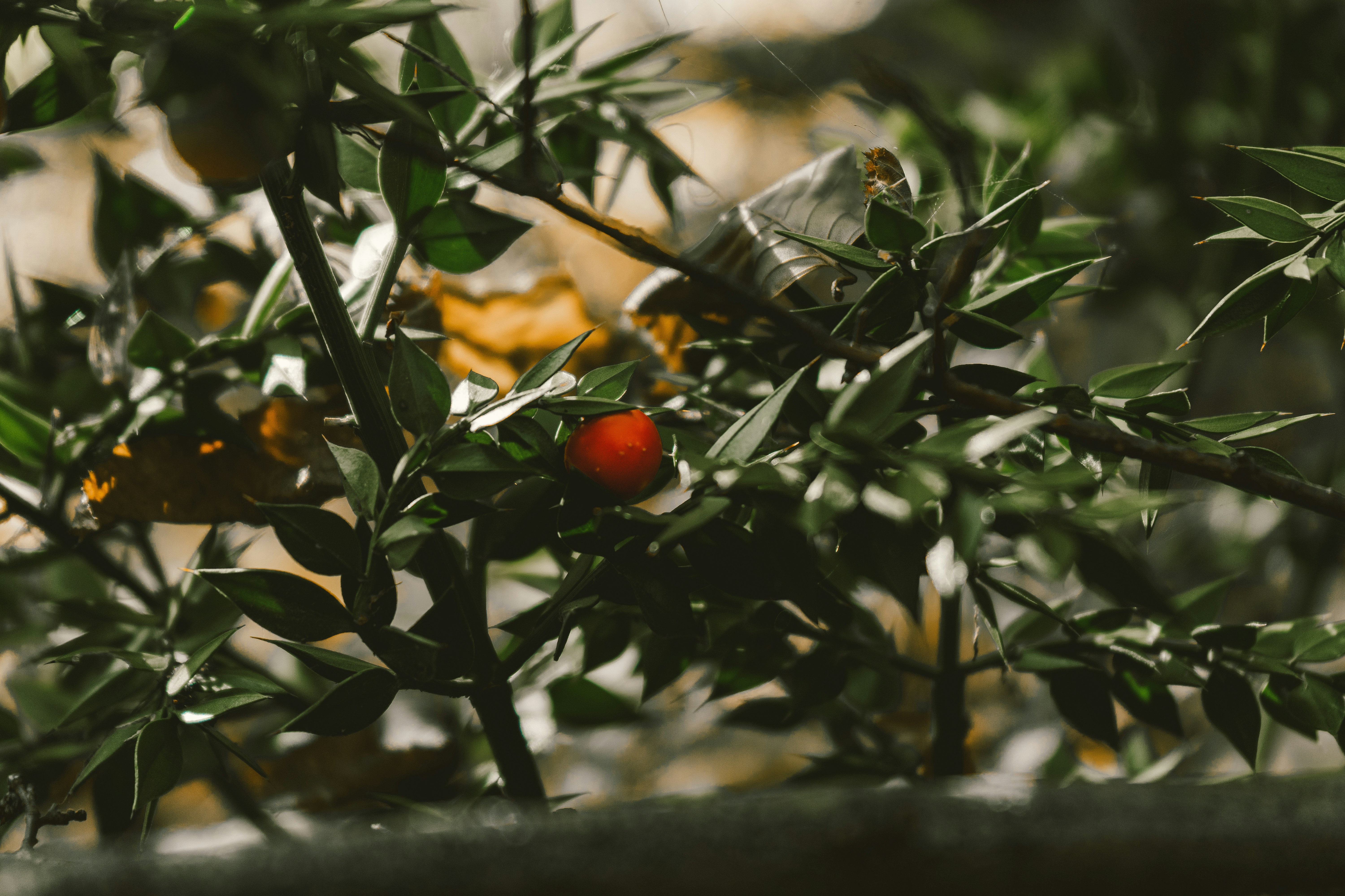 Photo by thestefankostic