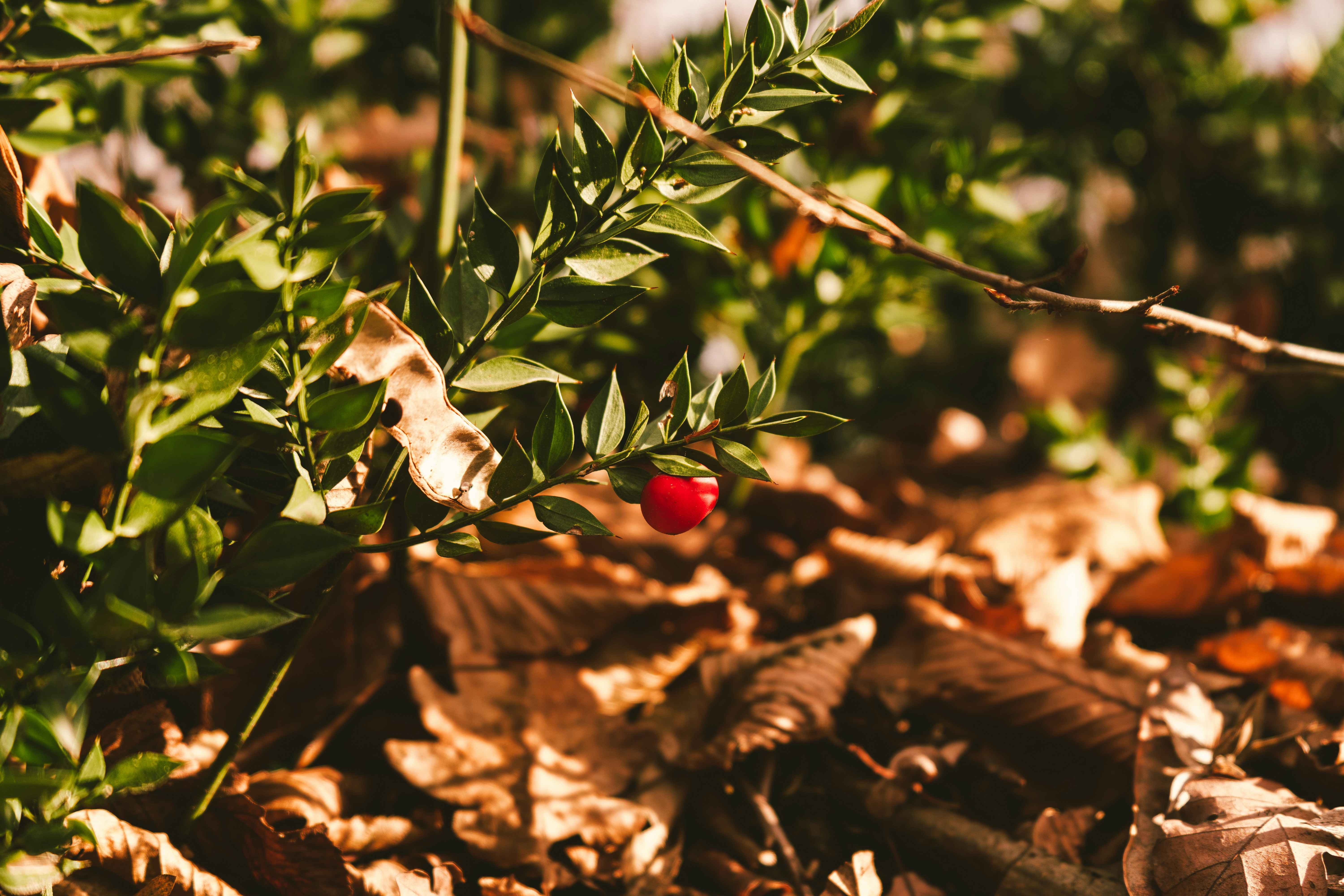 Photo by thestefankostic