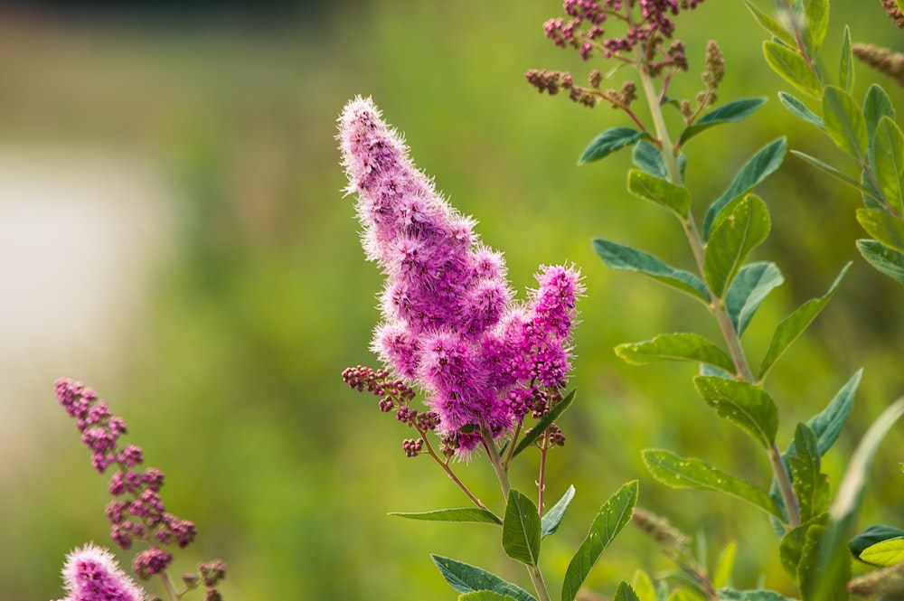 pink flower in tilt shift lens