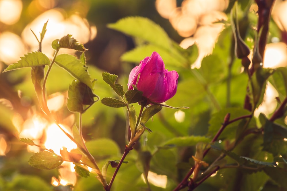 pink rose in bloom during daytime