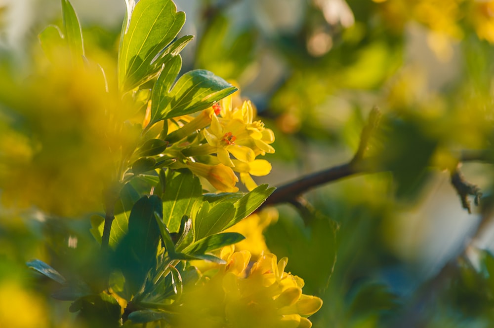 yellow flower in tilt shift lens