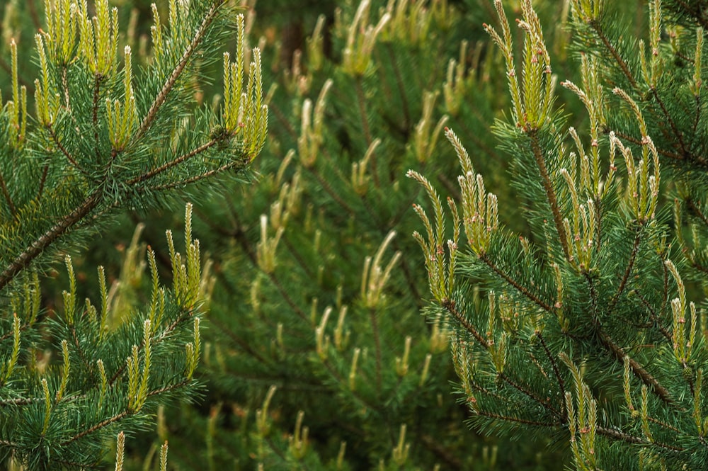 green and brown plant during daytime