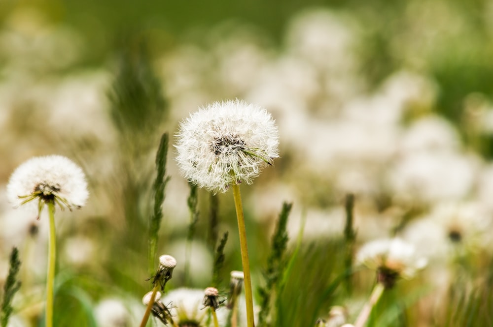 white dandelion in close up photography