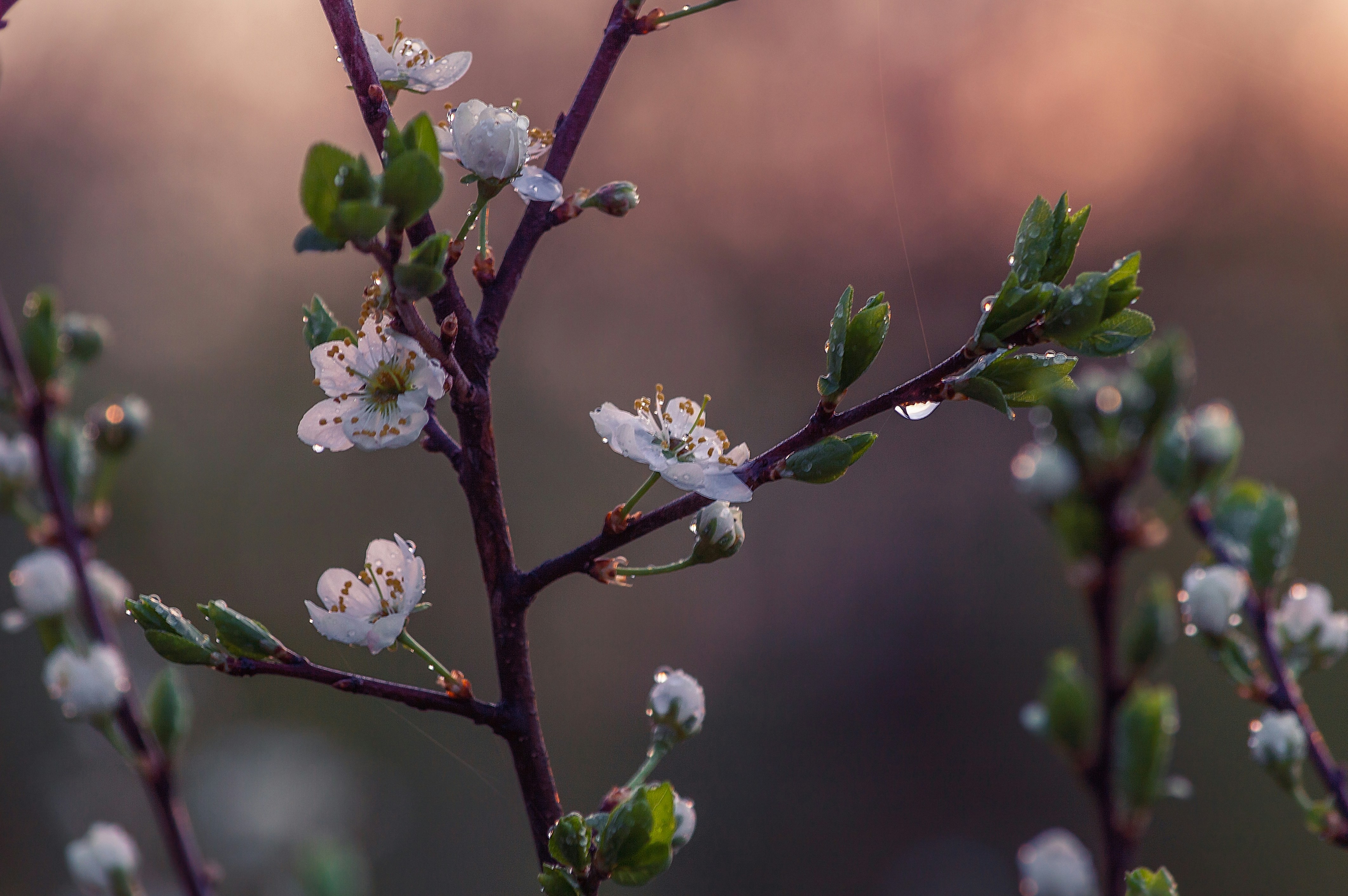 a blooming plum branch with dew drop on a purple sunset background