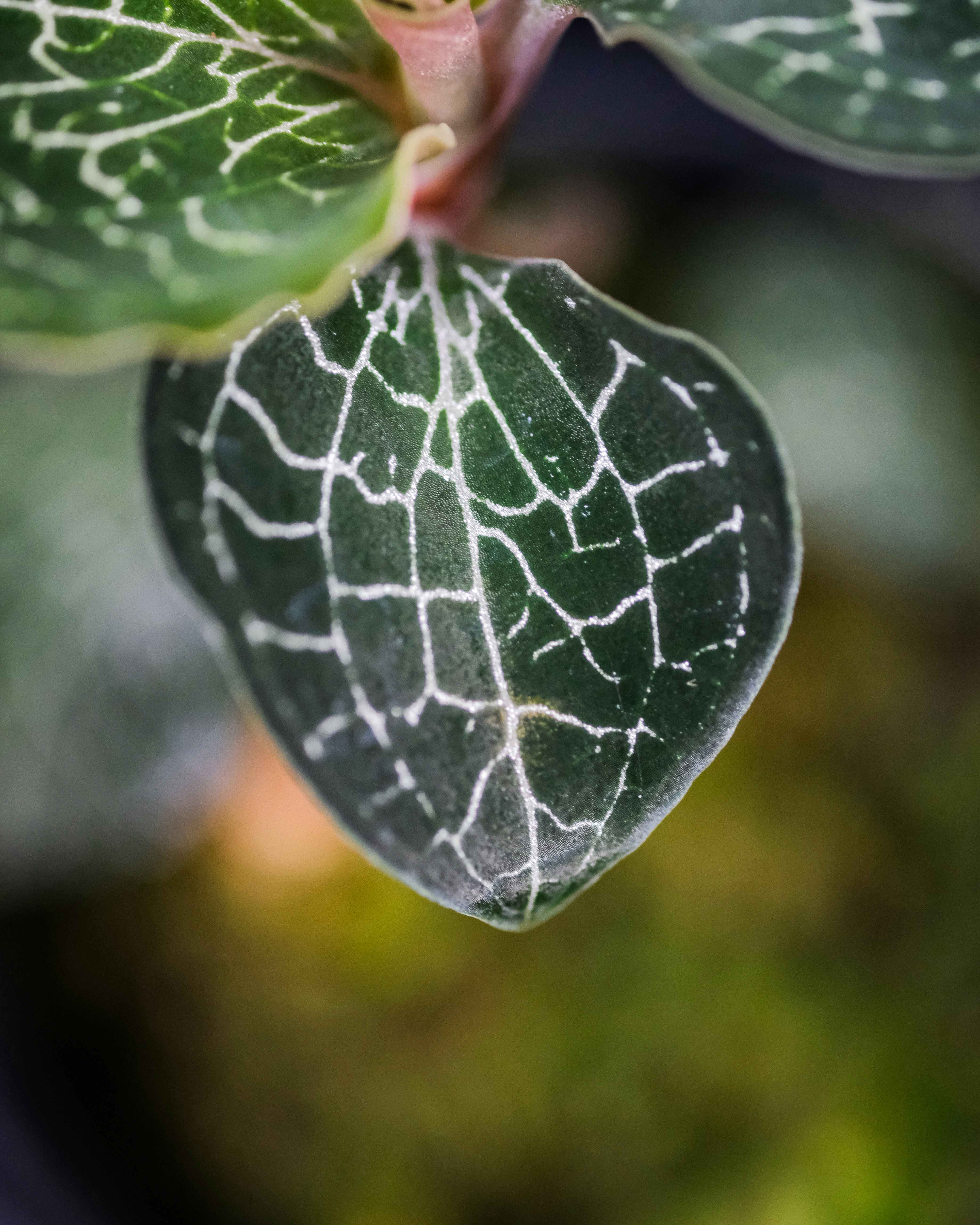 green leaf in macro shot