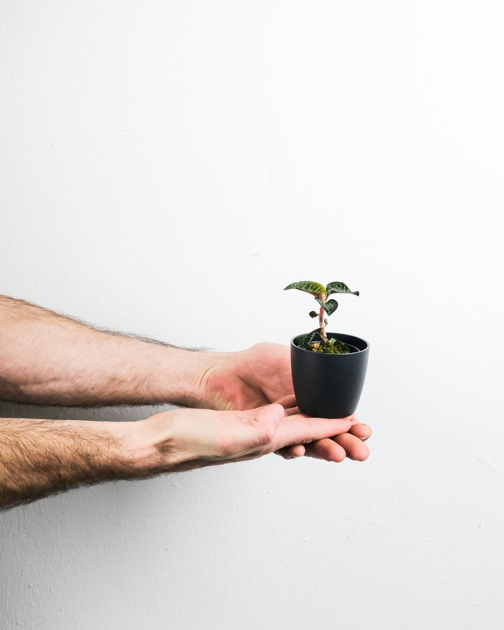 person holding green plant on black pot