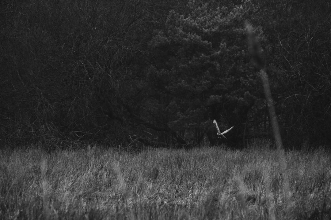 grayscale photo of grass field