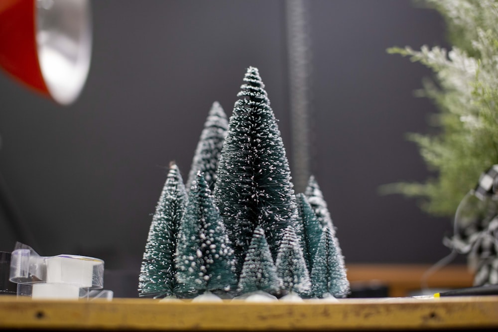 green pine tree on brown wooden table