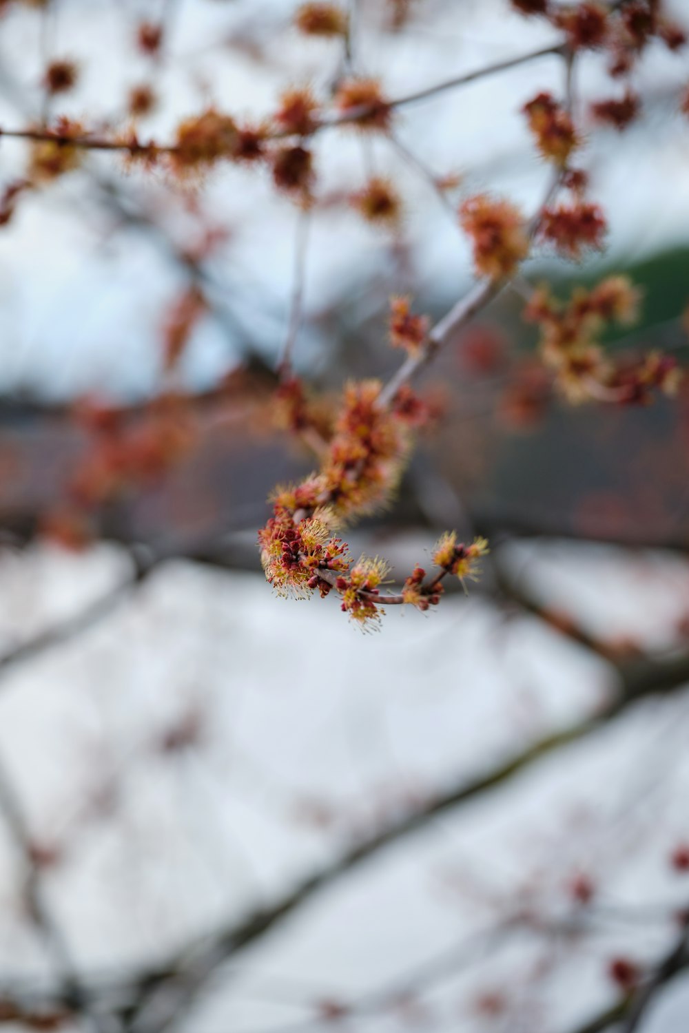 brown and green plant in tilt shift lens