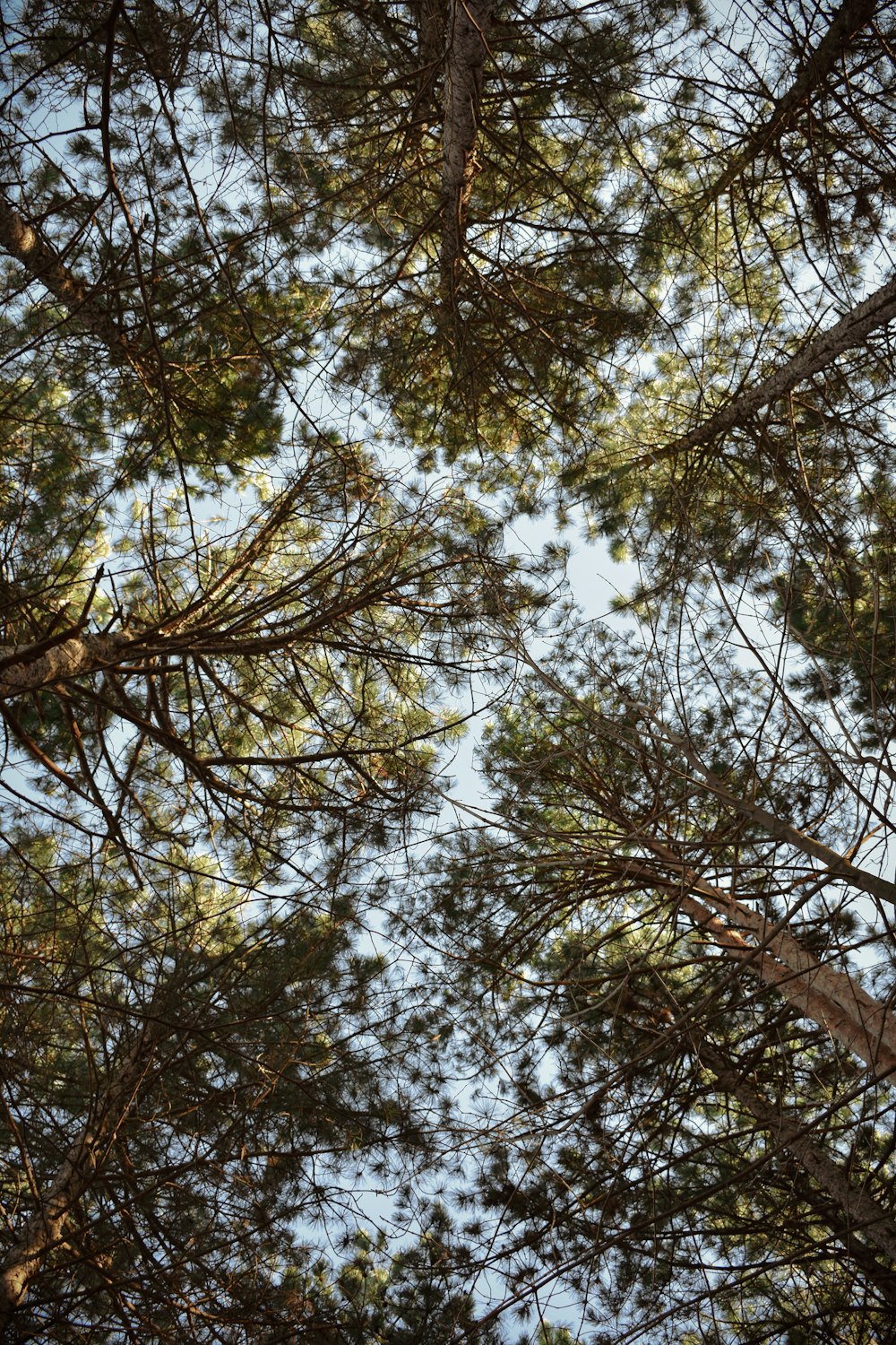 green leaf tree during daytime